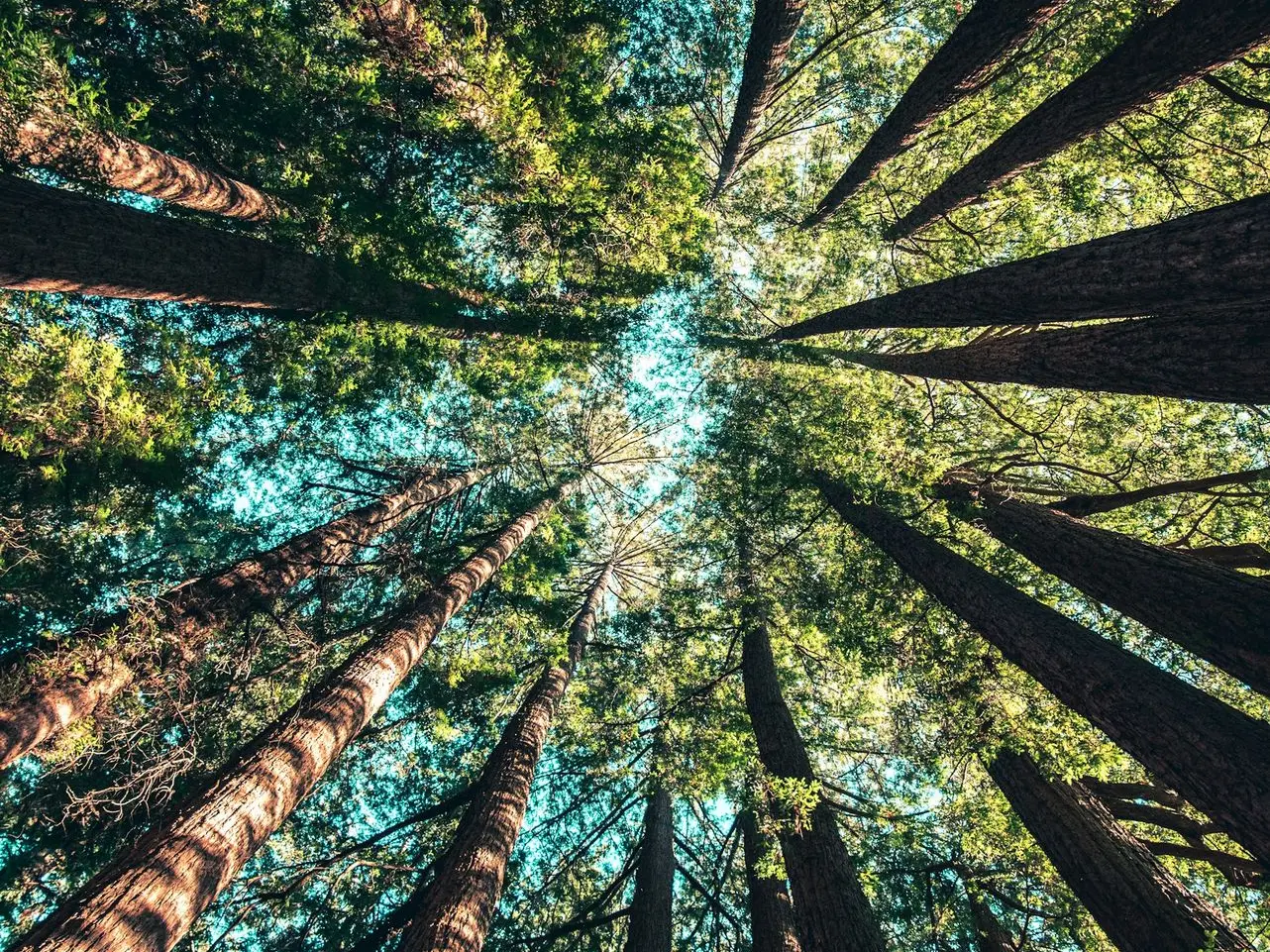 low angle photography of trees at daytime